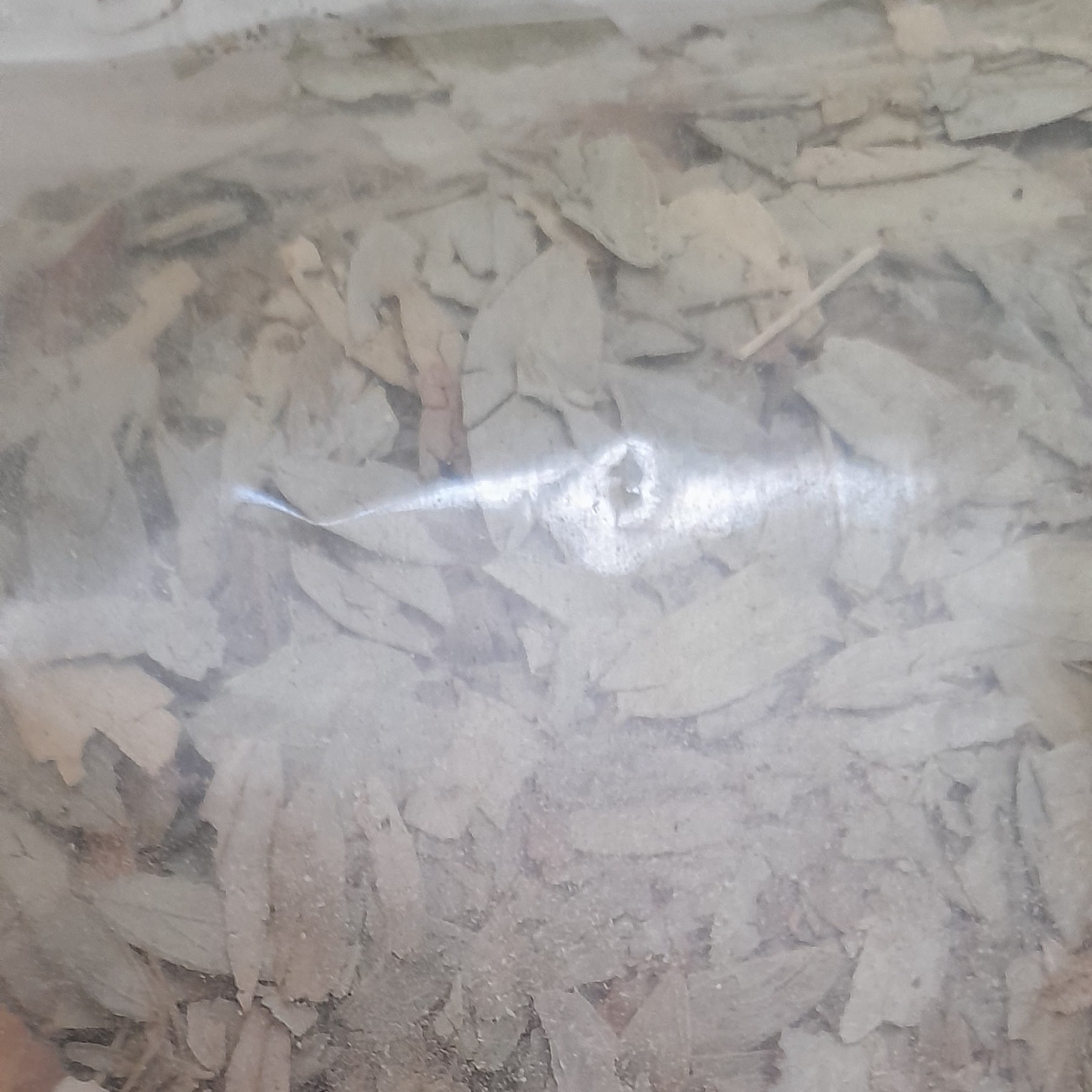 برگ سنا