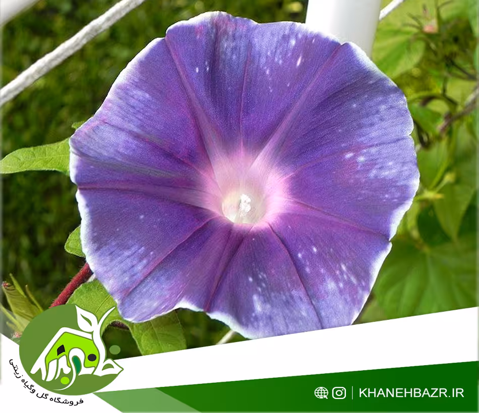 بذر پیچک نایاب Purple Sparkle Ipomoea Nil - خانه بذر | فروشگاه بذر وارداتی گل و گیاه زینتی 1404