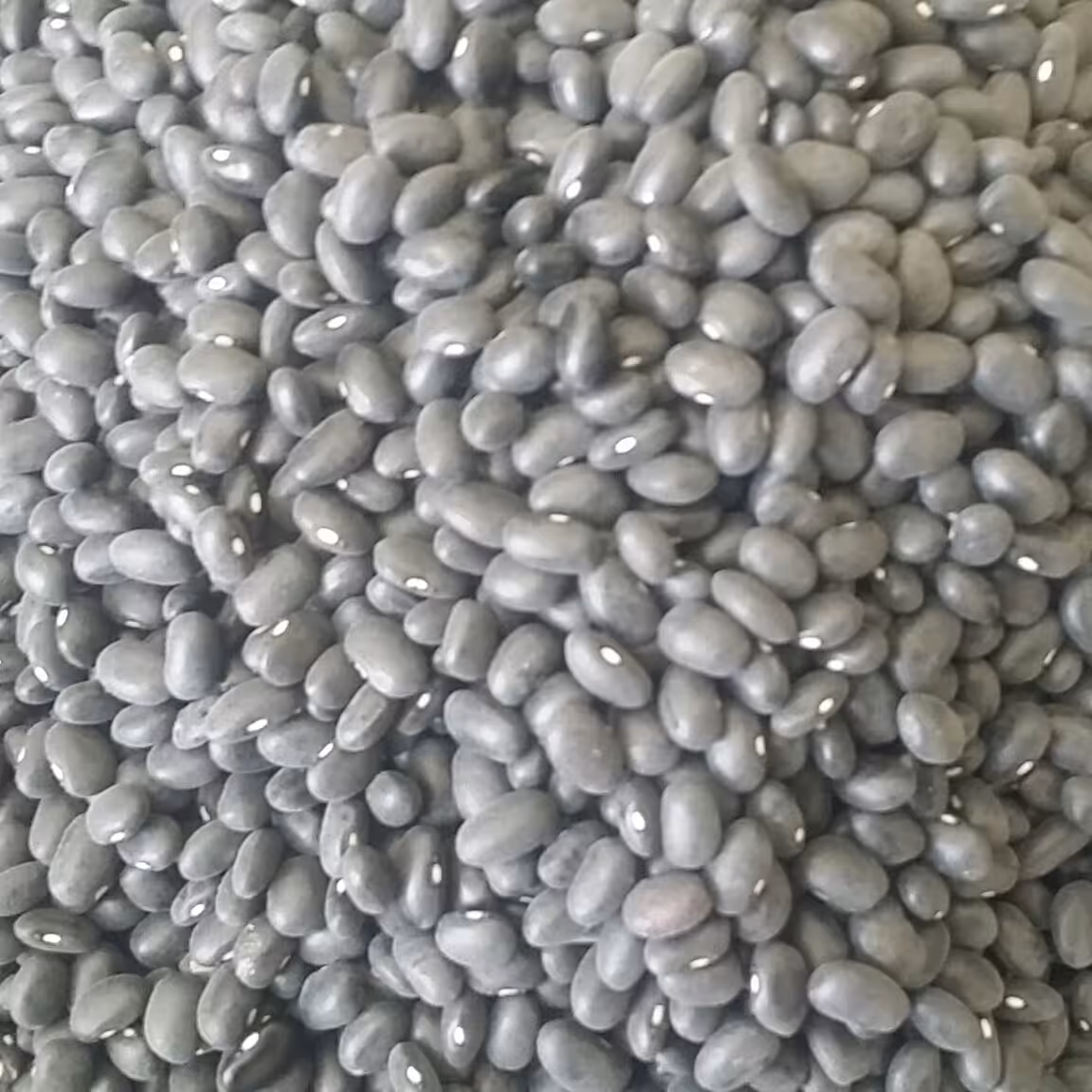 لوبیا سیاه خمین تینابار