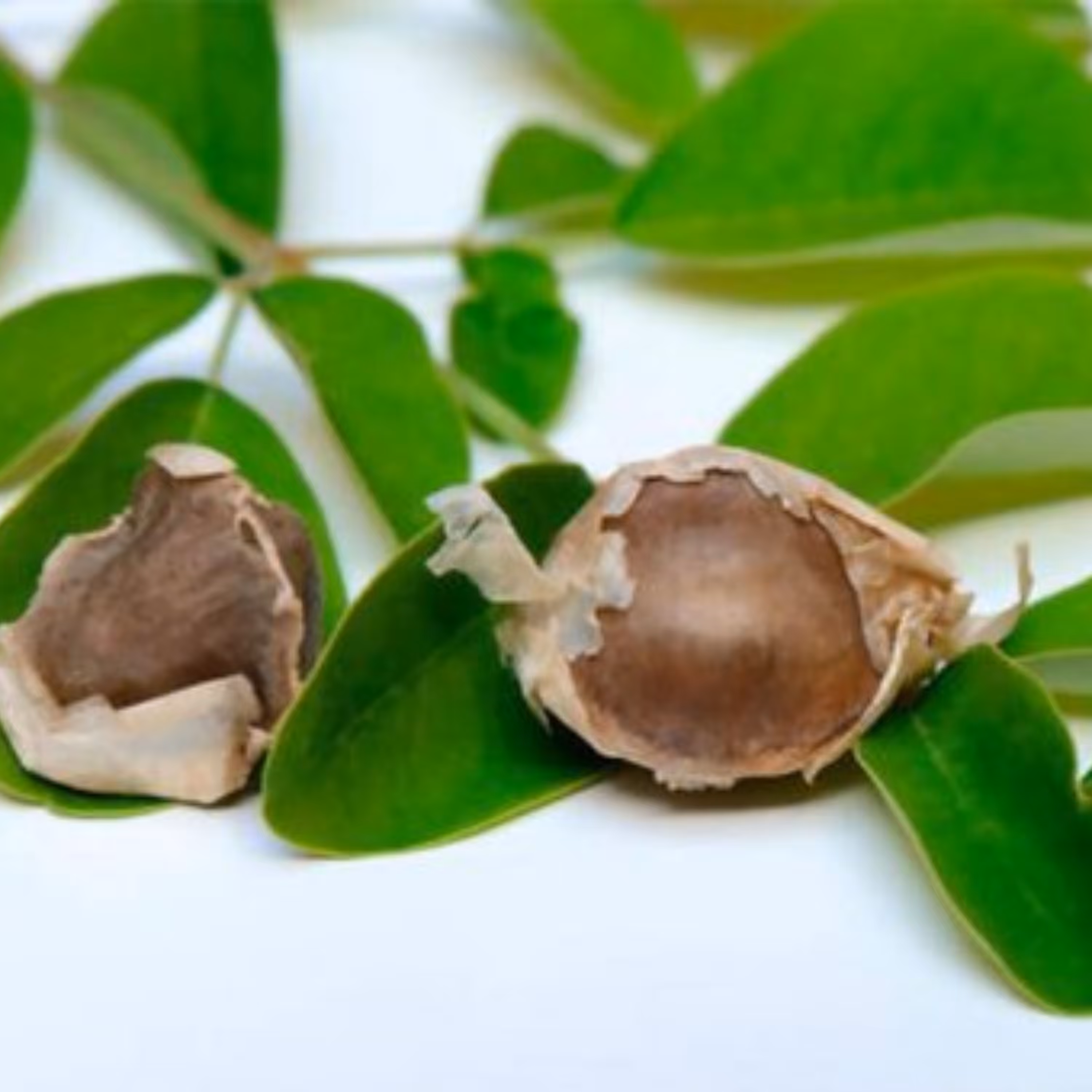 بذر درخت گز روغنی (مورینگا) بسته 3 عددی