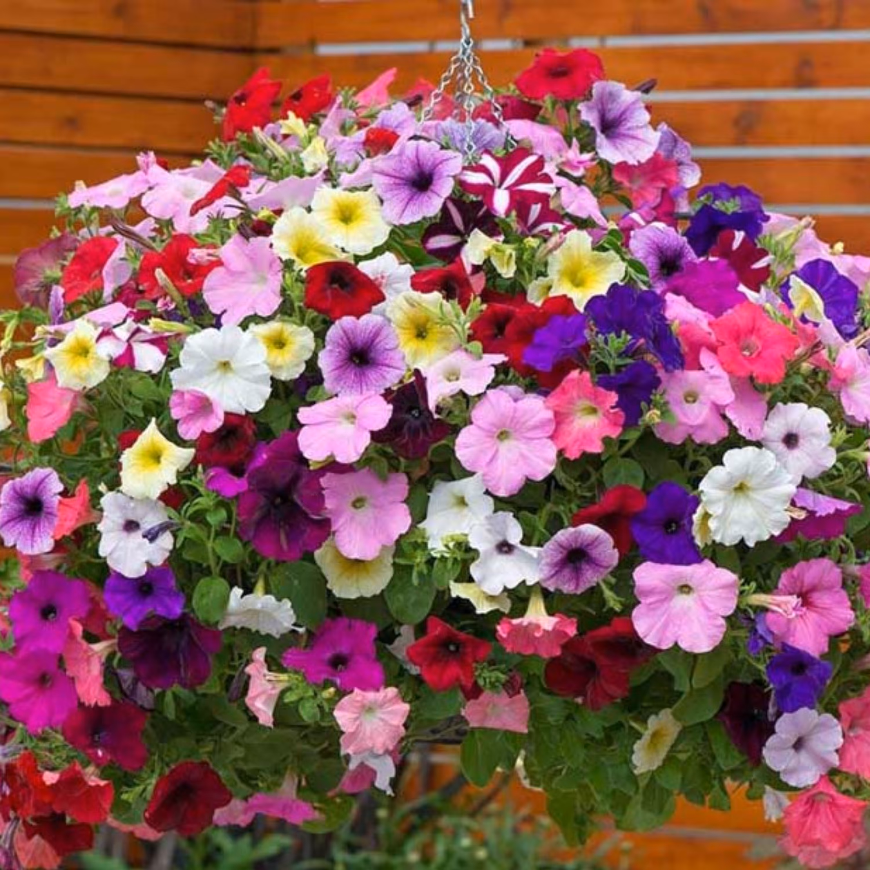 بذر گل اطلسی هلندی معطر پاکوتاه میکس بسته 100 عددی