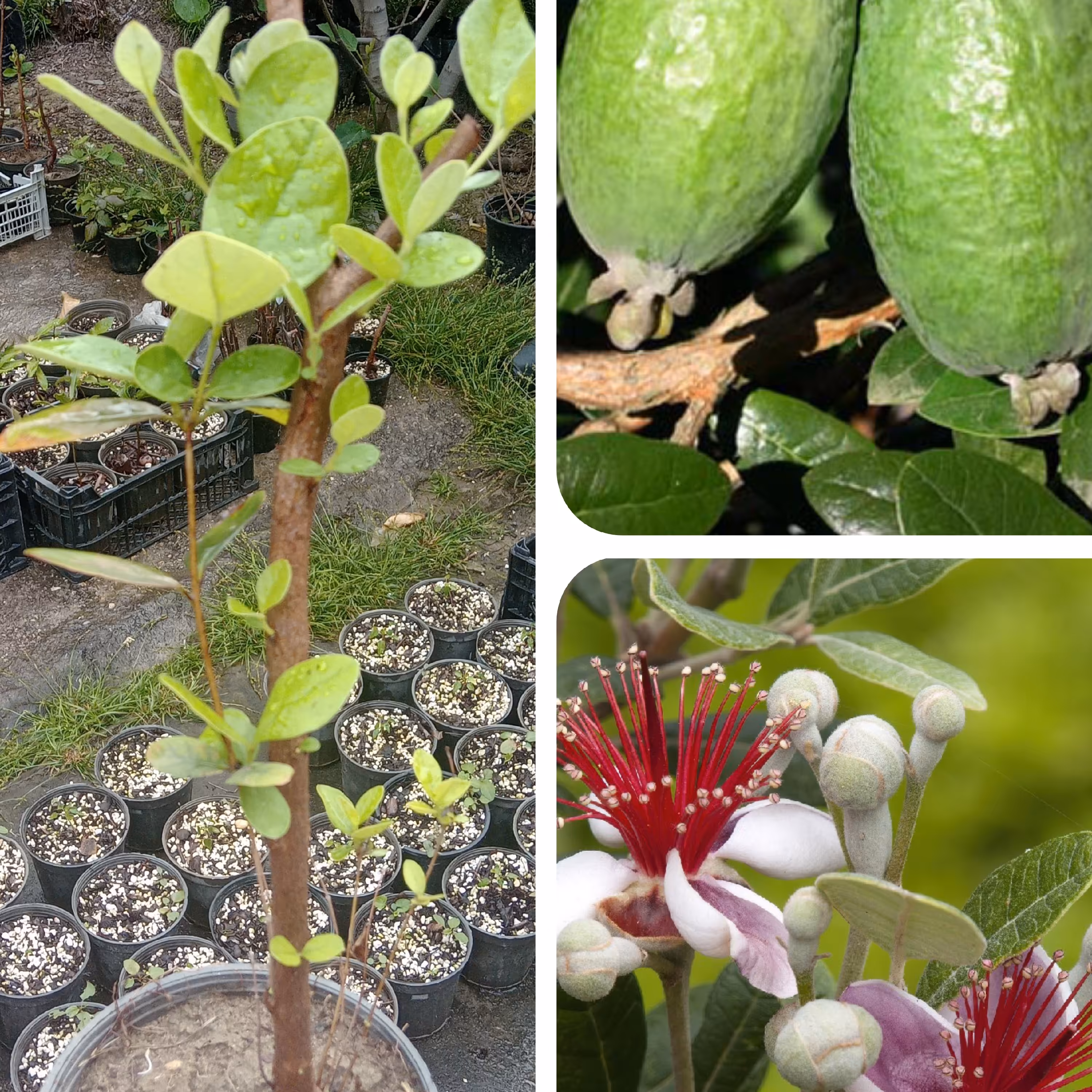 نهال فیجوا( نهال فوجی یا فوجیا ) پسکرایه 