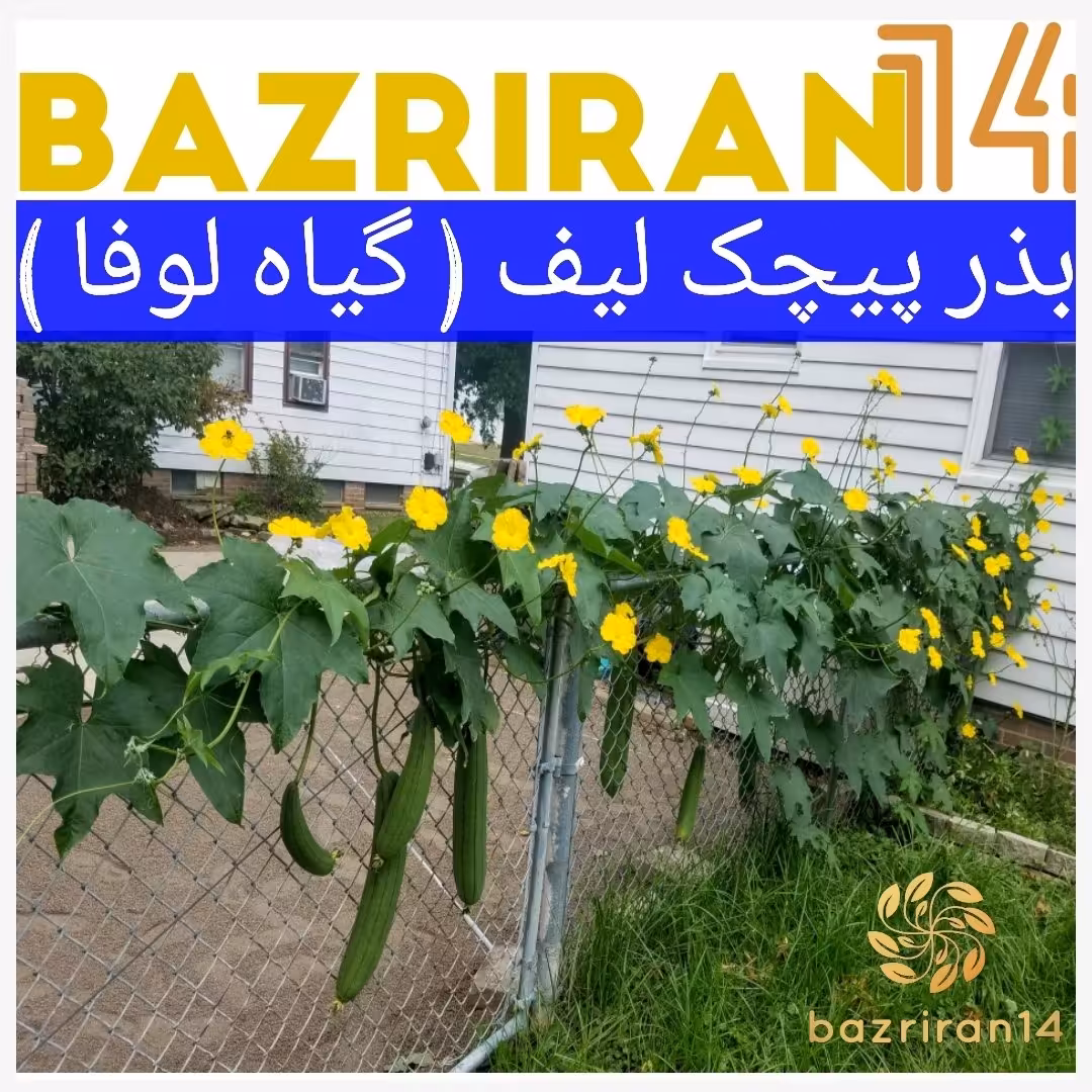 بذر  پیچ لیف  ، بذر لیف ، بذر لوفا  