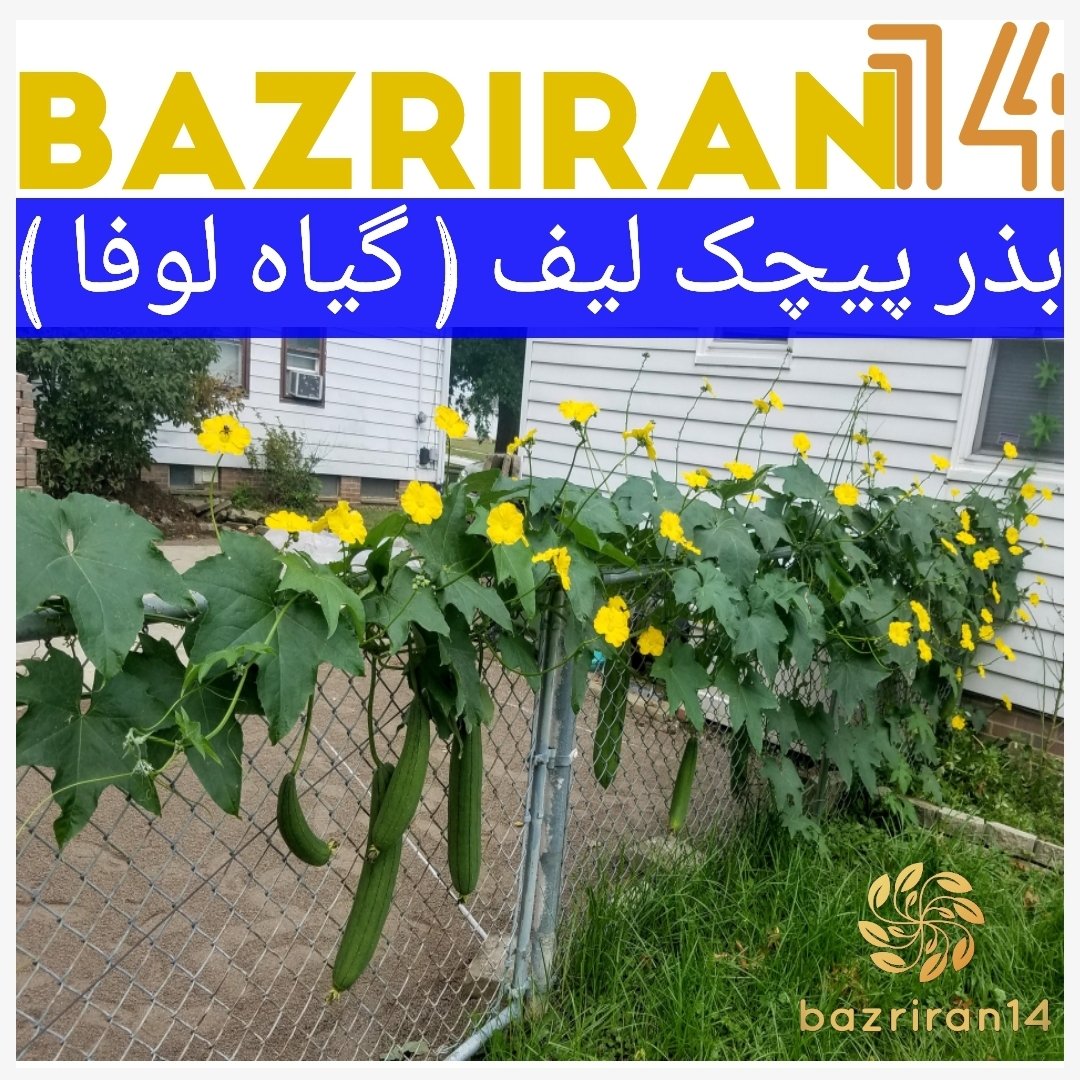 بذر پیچ لیف ، بذر لیف ، بذر لوفا