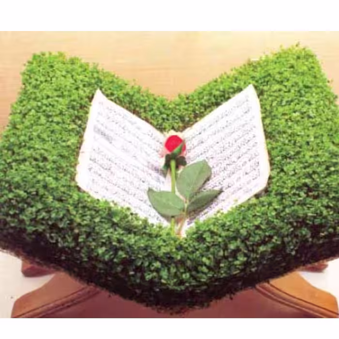 بذر منداب