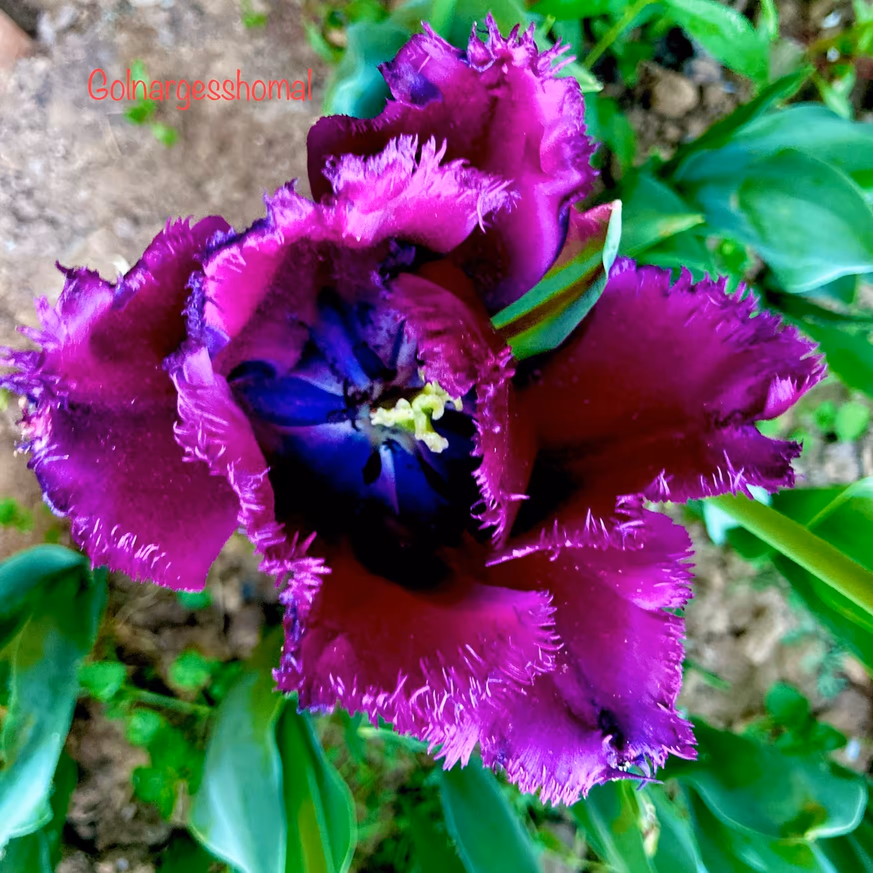 پیاز لاله هلندی بنفش Negrita(3عددی)