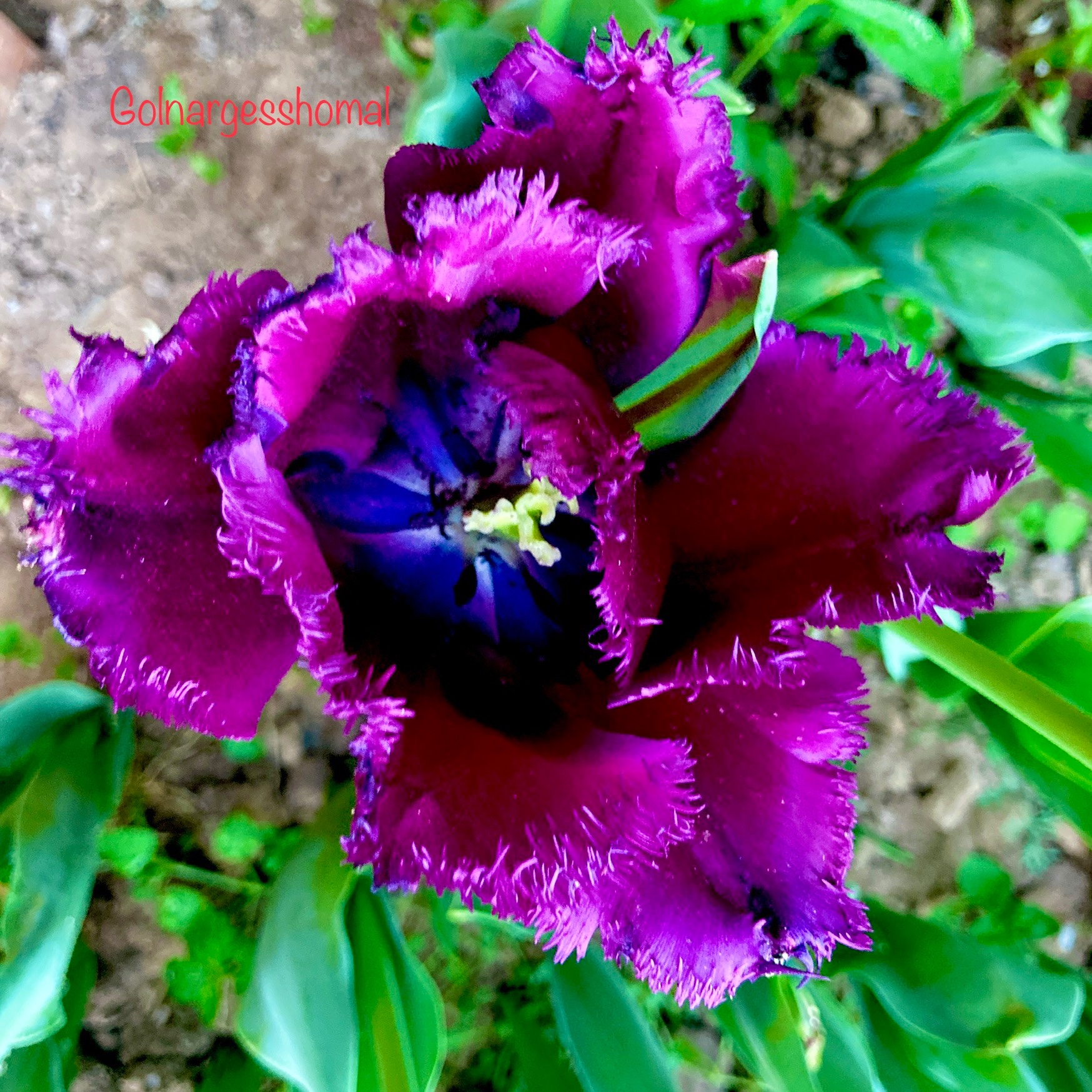پیاز لاله هلندی بنفش Negrita(3عددی)