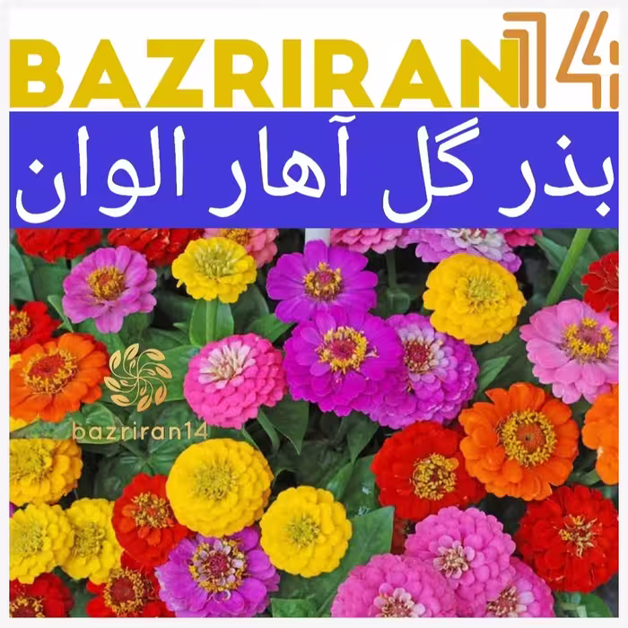 بذر گل آهار الوان (رنگی)