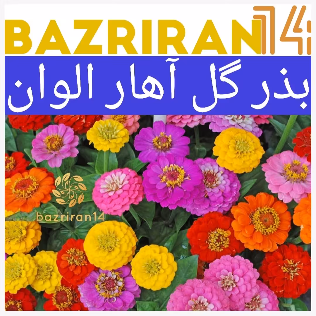 بذر گل آهار الوان (رنگی)