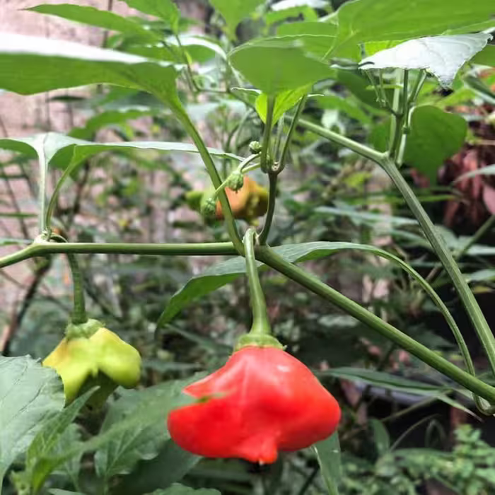 بوته فلفل ستاره ای تند
