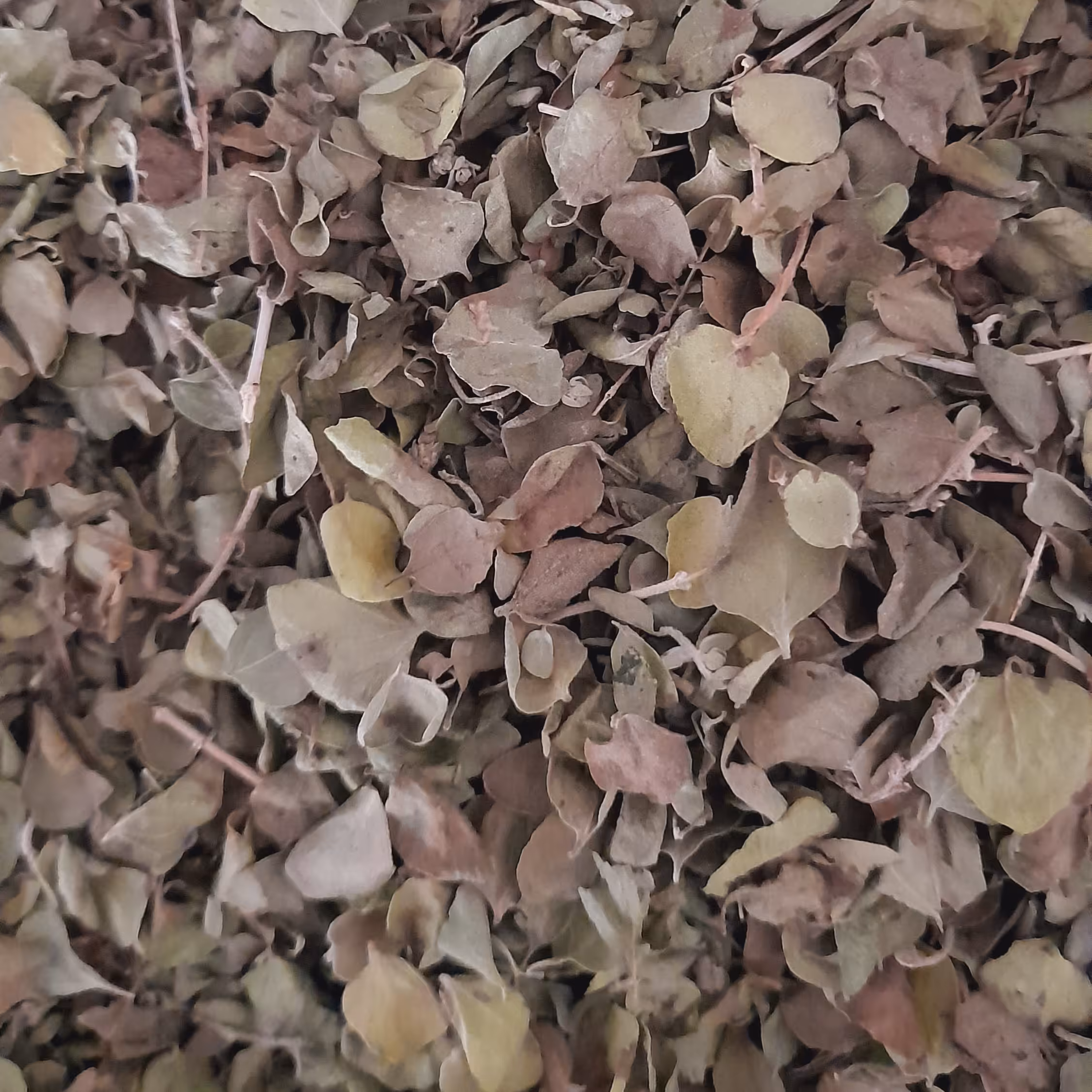 آویشن کوهی برگ پهن جنوب (100 گرم)