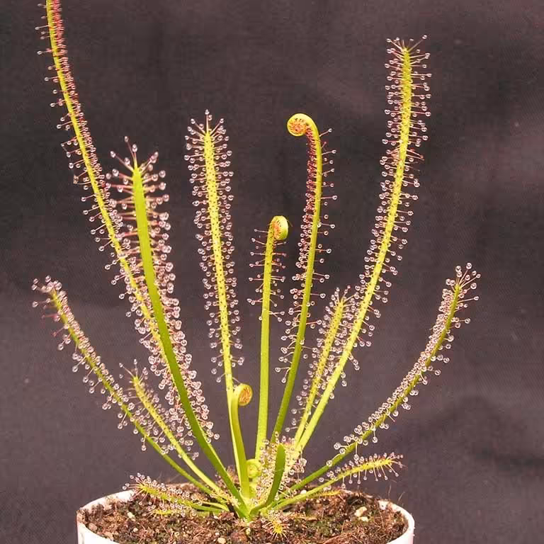 بذر تازه گیاه حشره خوار دروزرا فیلیفورمیس(drosera filiformis)