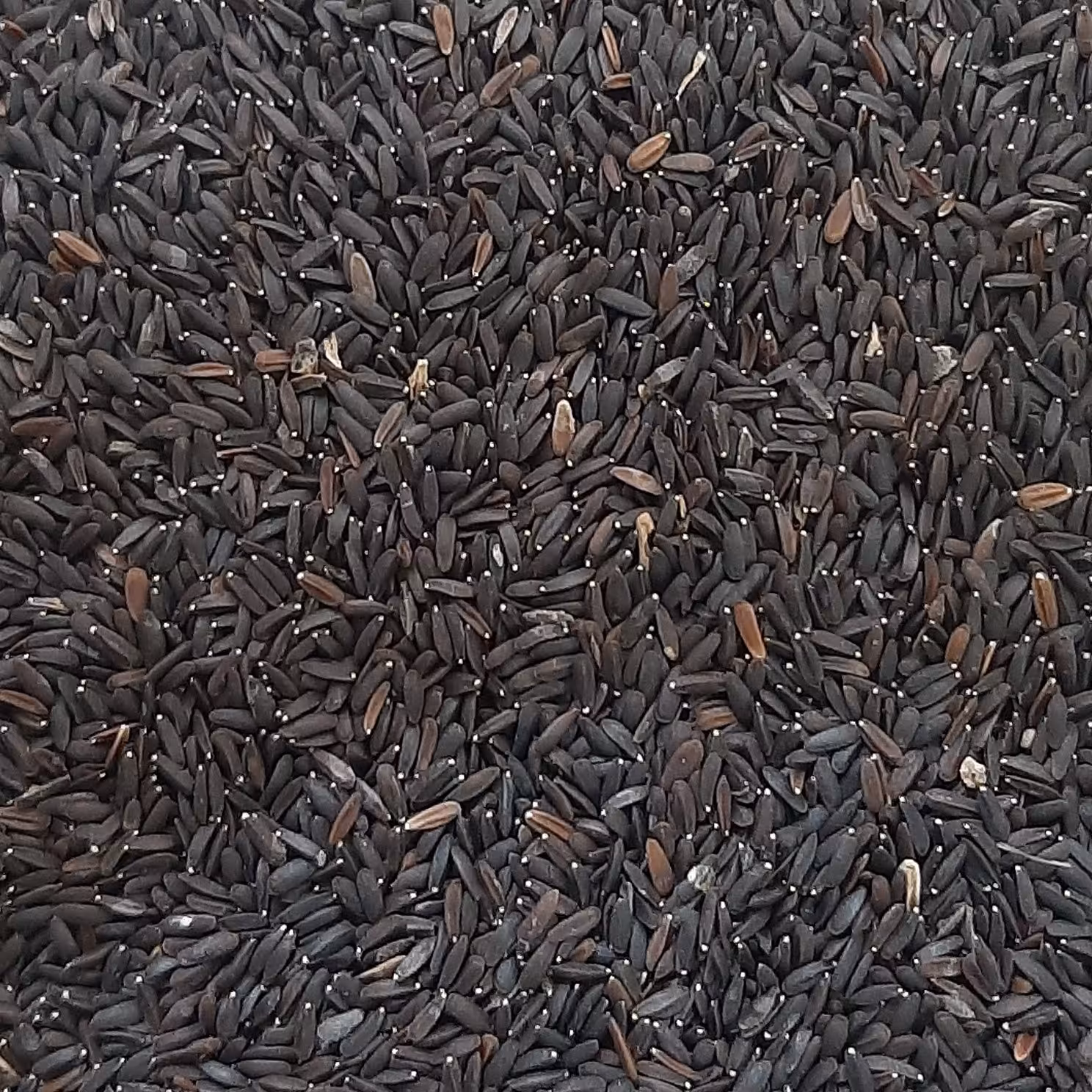 بالنگو 75گرمی