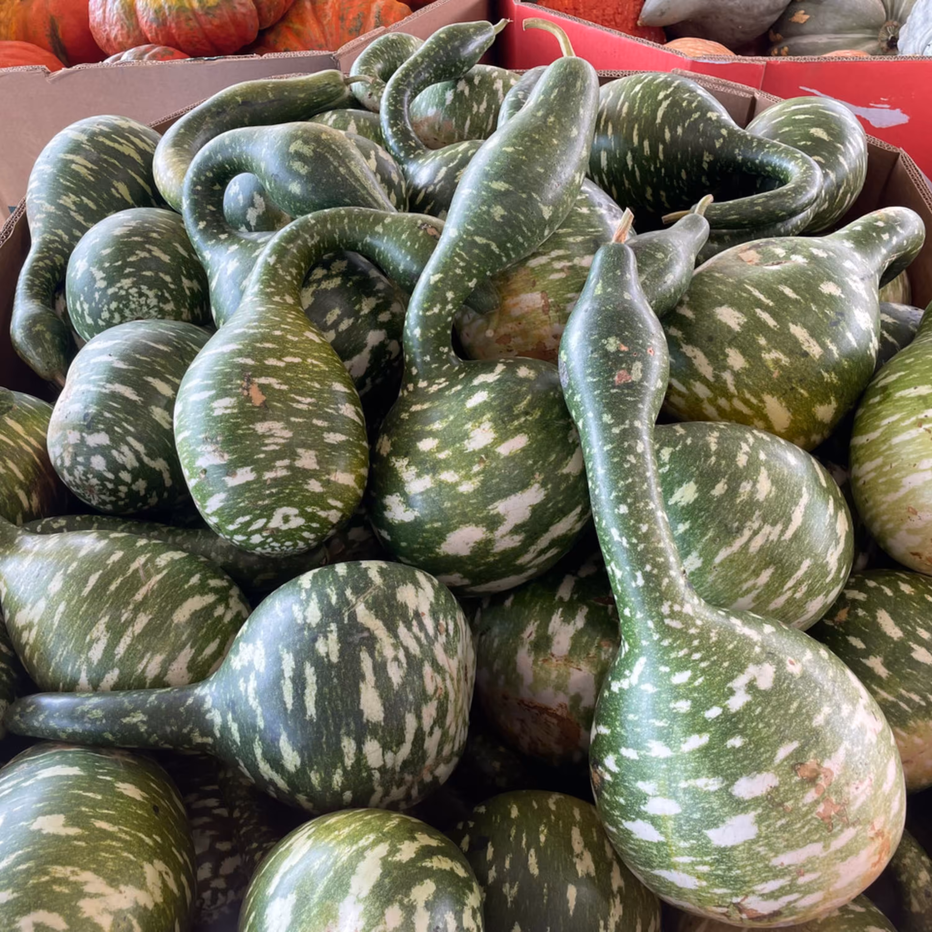 بذر کدو اردکی سبز