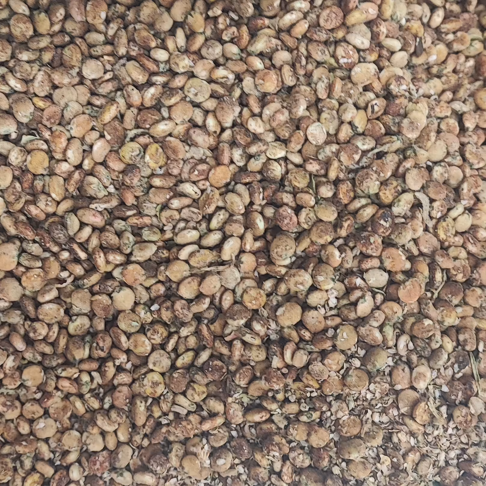 سماق دان سماق قهوه ای سردشت 200گرم 