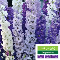 بذر گل زبان درقفا بذر طلایی رویان
