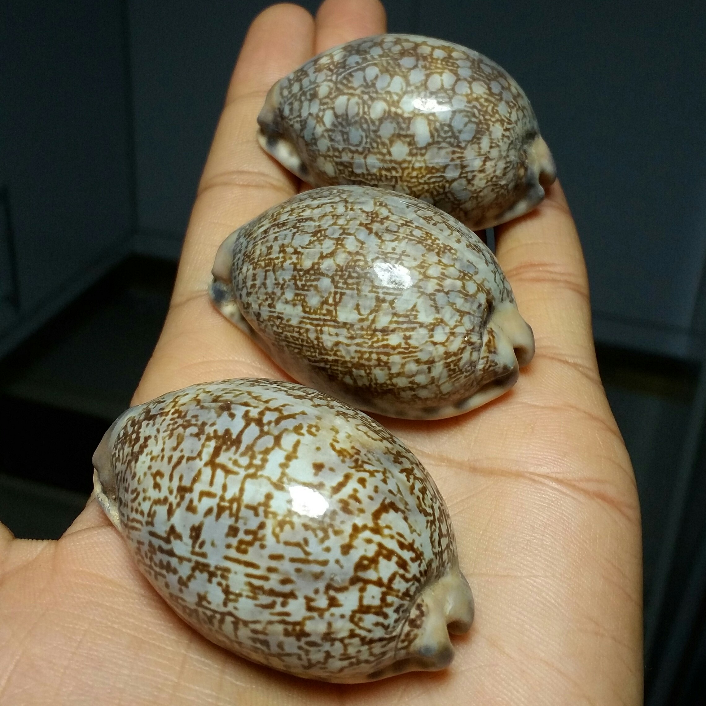 صدف وارداتی اقیانوسی بسیار خوش رنگ و طرح سایز درشت 