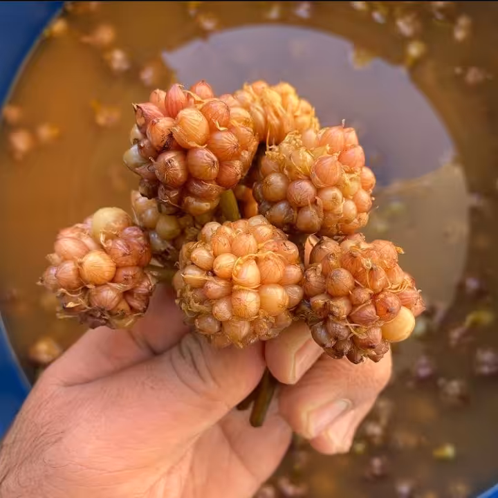 ترشی گل سیر