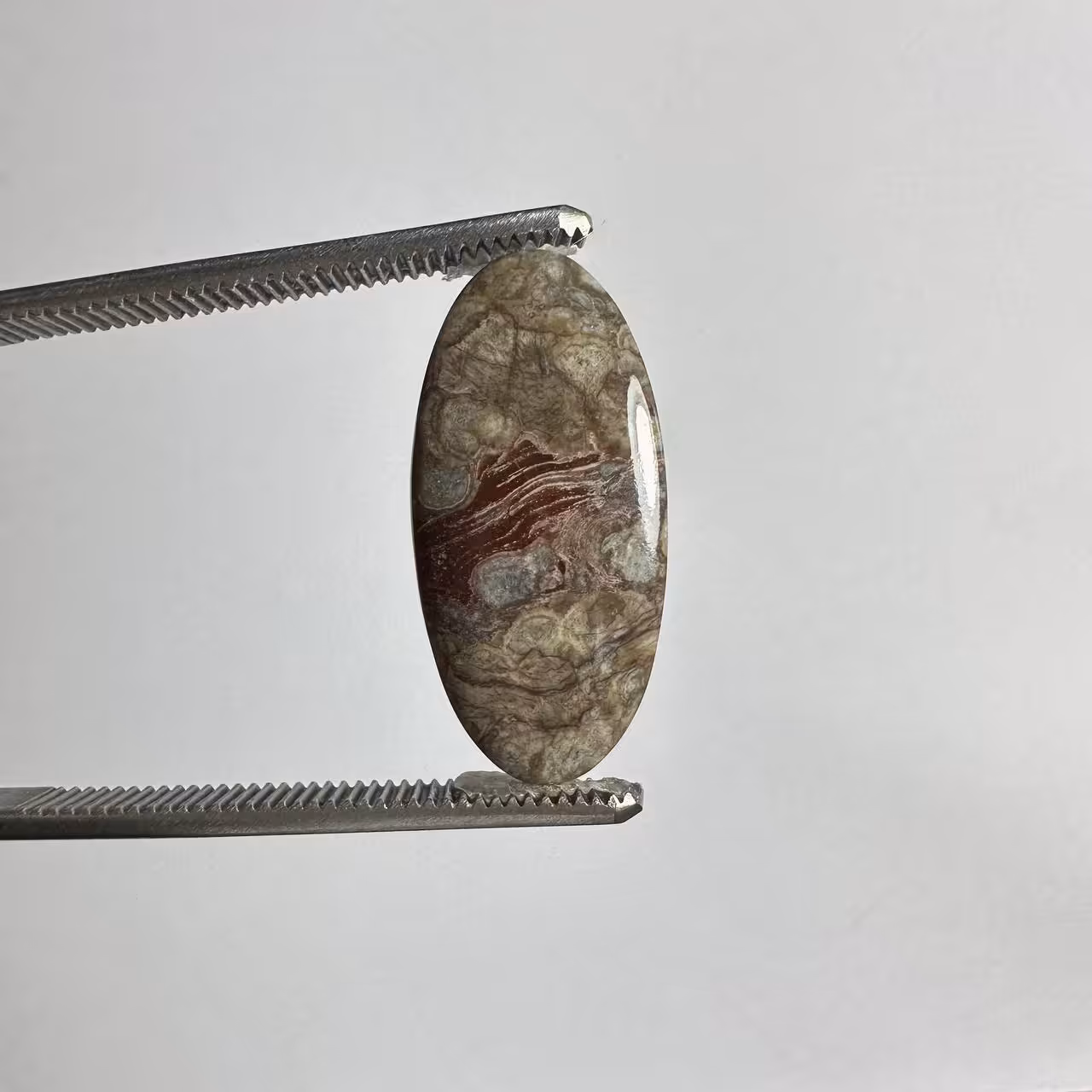 ماشروم جاسپر شناسه 235049