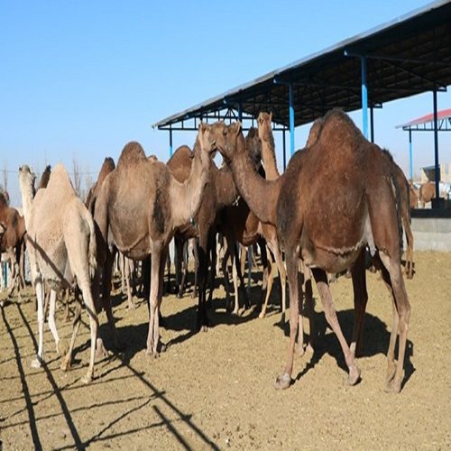 طرح توجیهی پرورش شتر داشتی - Tarhtojihi.org