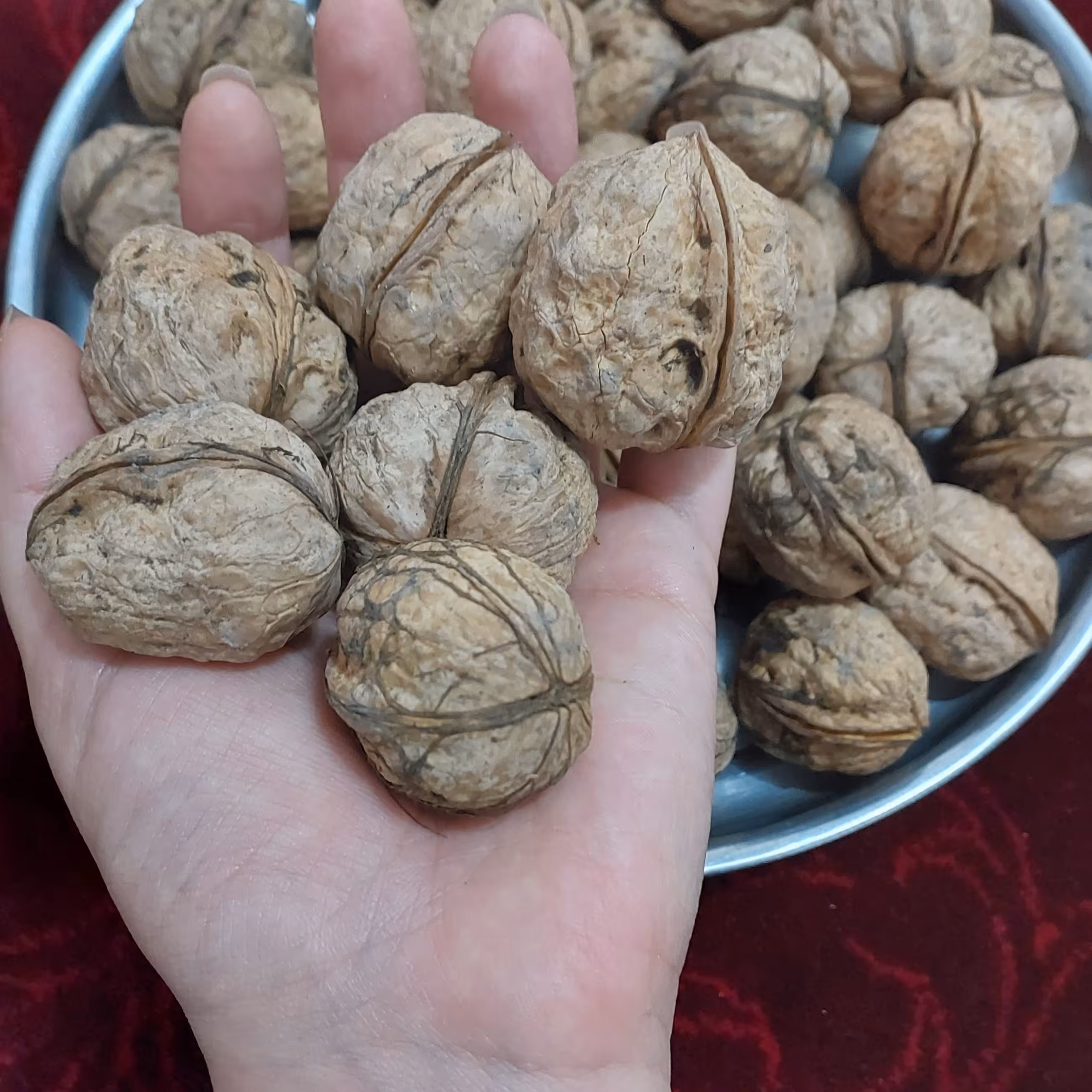 گردوی خوشمزه و عالی برداشت 402 منطقه دیلمان