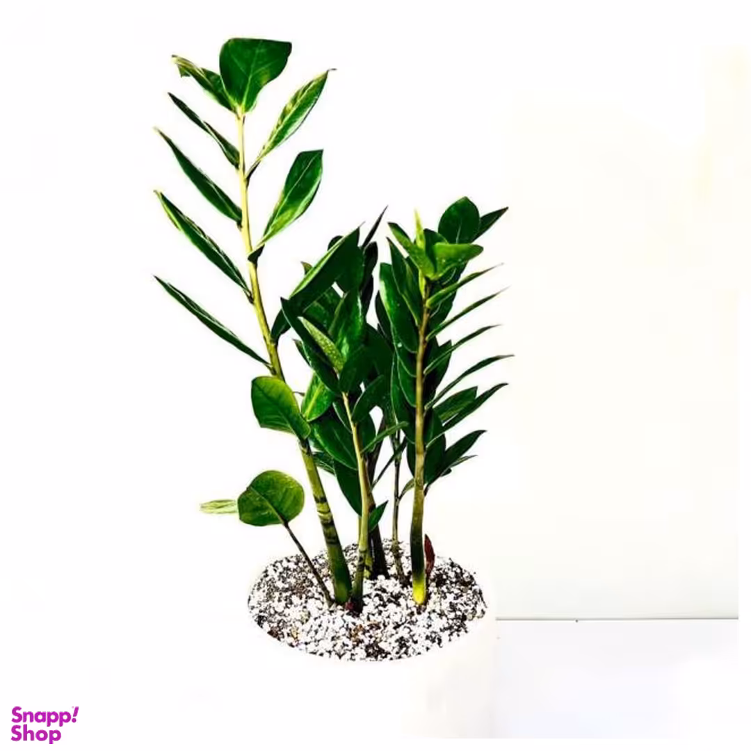 گیاه طبیعی زامیفولیا سبز به همراه گلدان