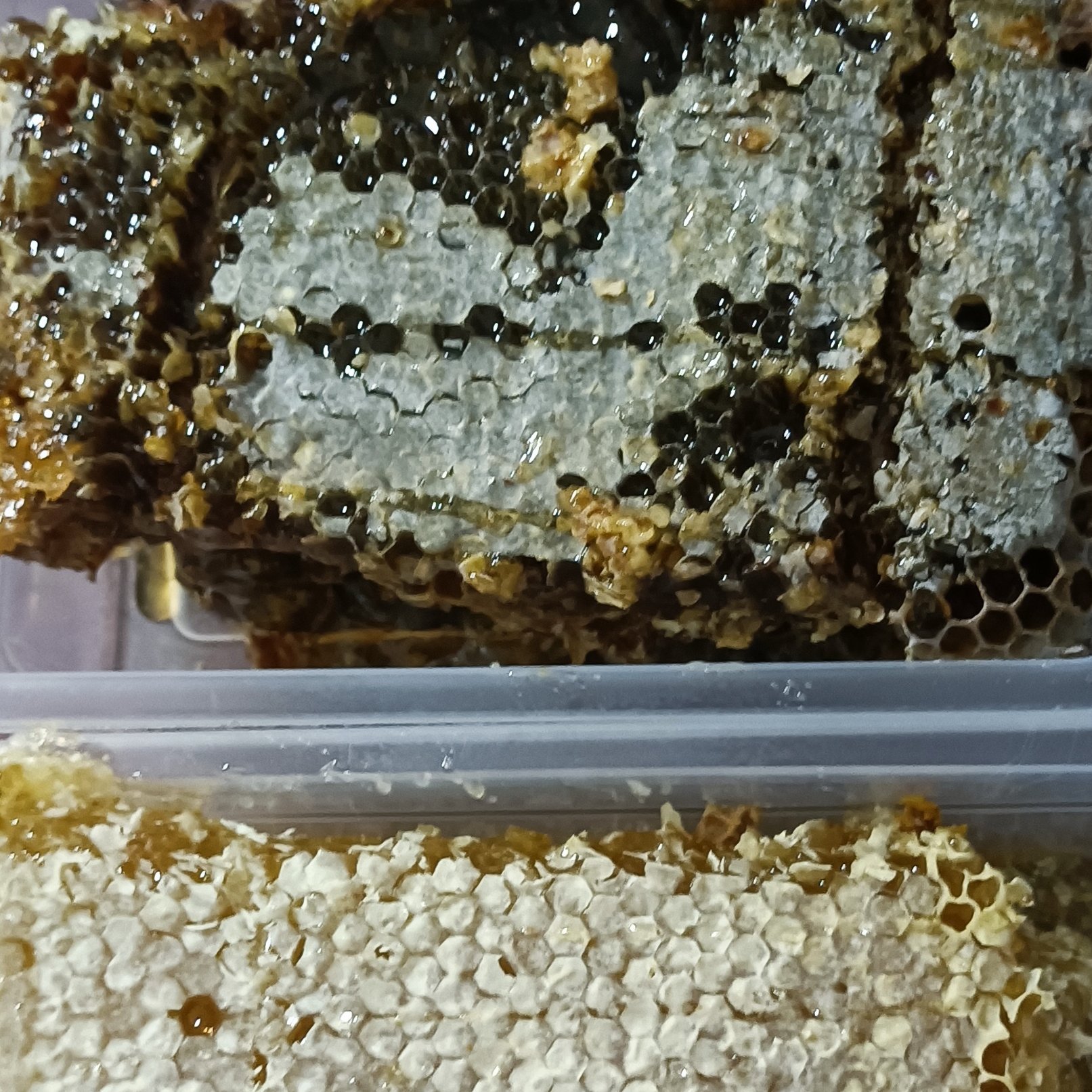 چه عسلی