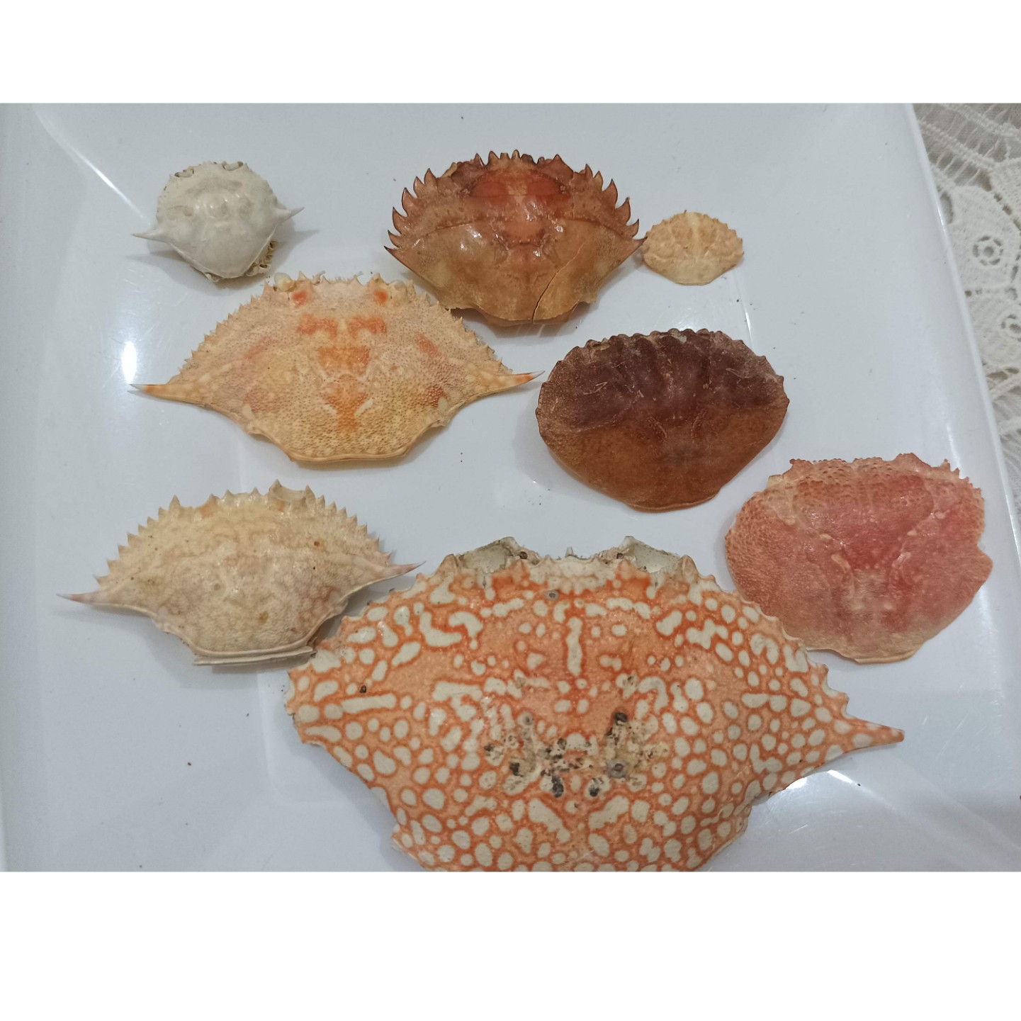 کد  3007 یک پک زیبا و متنوع  مناسب شمع، رزین ، تابلو ، ازمایشگاه و درس علوم بچه ها 