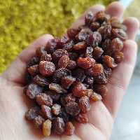 کشمش آفتابی گوشتی بی دانه بدون دم تازه(نیم کیلو) افتابی ارگانیک 