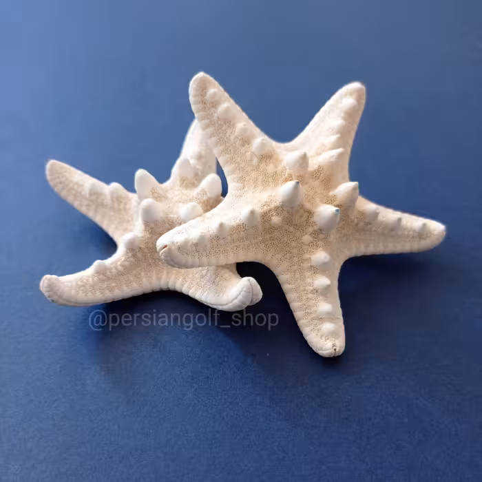 ستاره دریایی تایلندی حجمی  رنگ سفید  سایز  متوسط