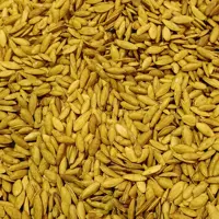 تخمه کدو مشهدی (ریز ) زبان ماری نیم کیلویی آجیل و خشکبار مهران 