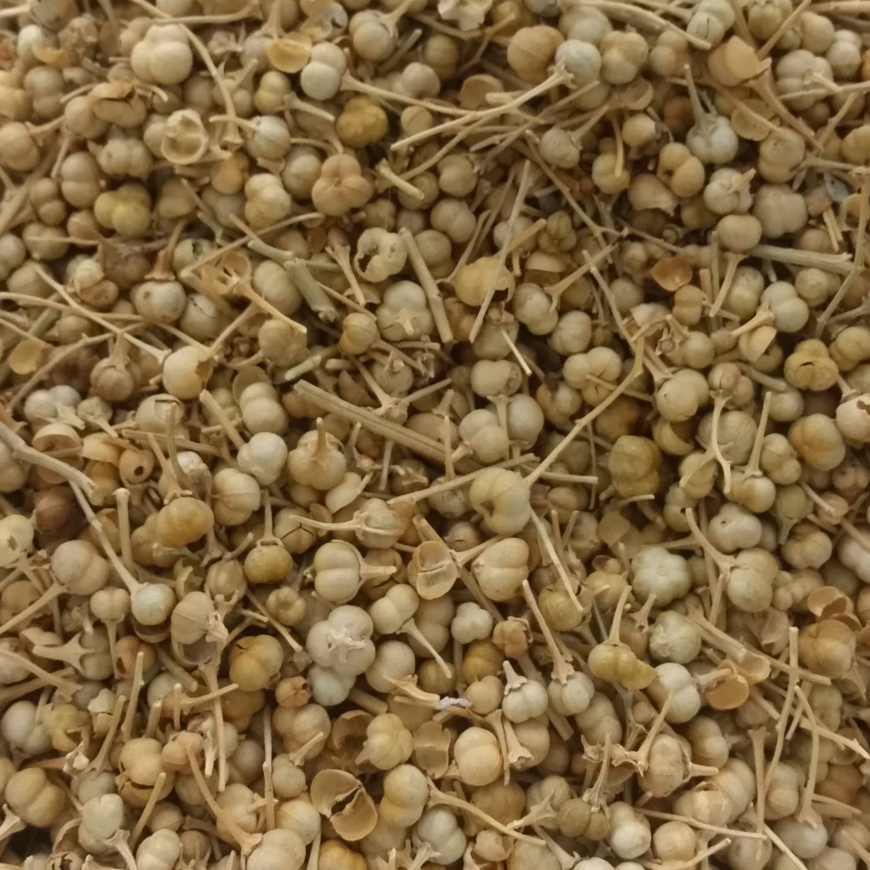 اسپندنخودی (300 گرمی) 
