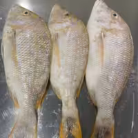 ماهی شهری معروف جنوب