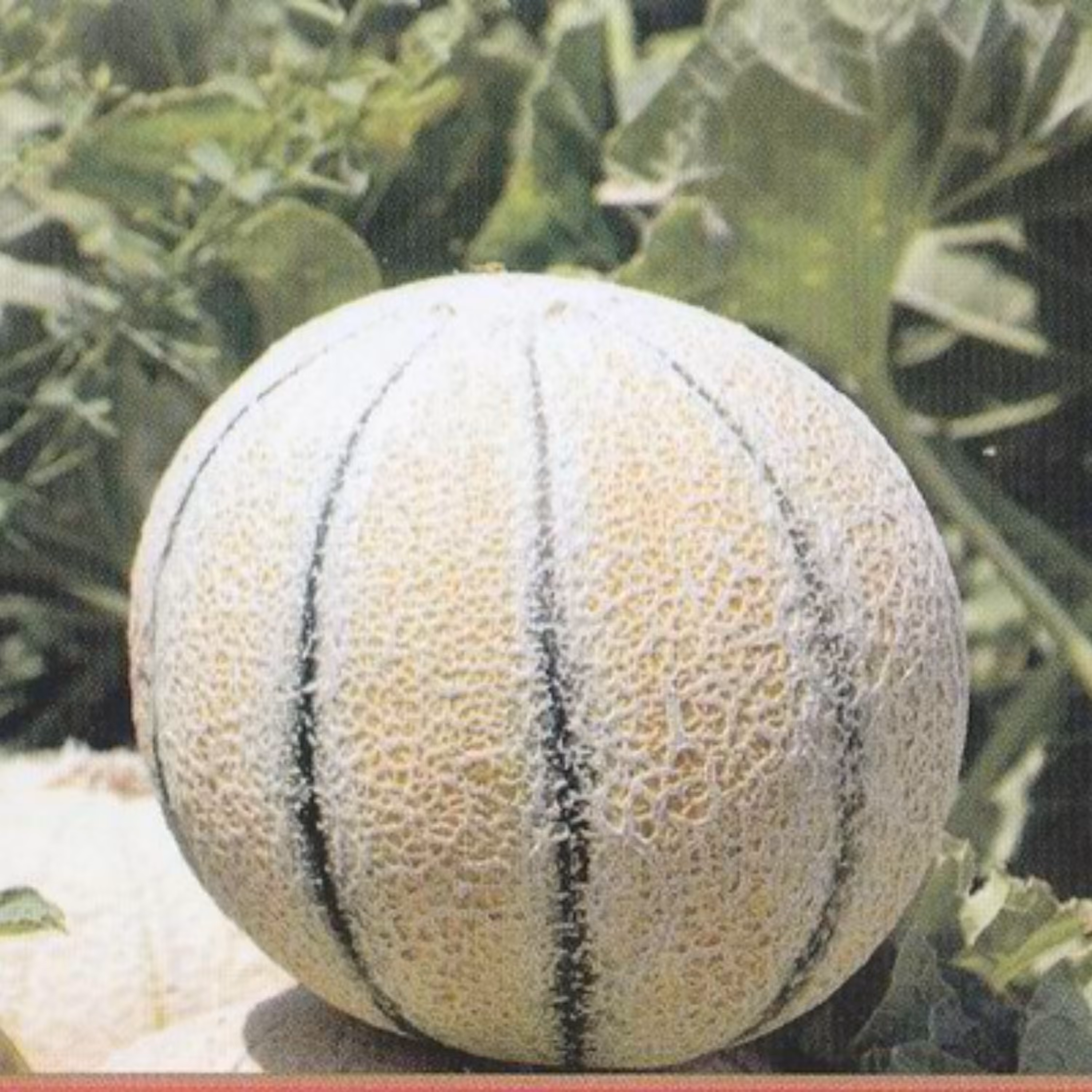 بذر شمام سمسوری 10 عددی 