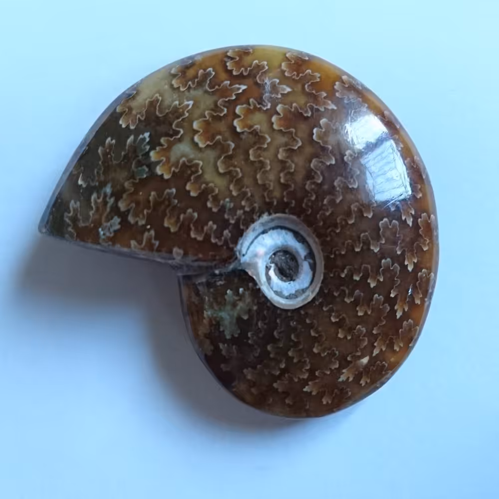 فسیل آمونیت ماداگاسکار طبیعی (Cleoniceras Ammonite)
