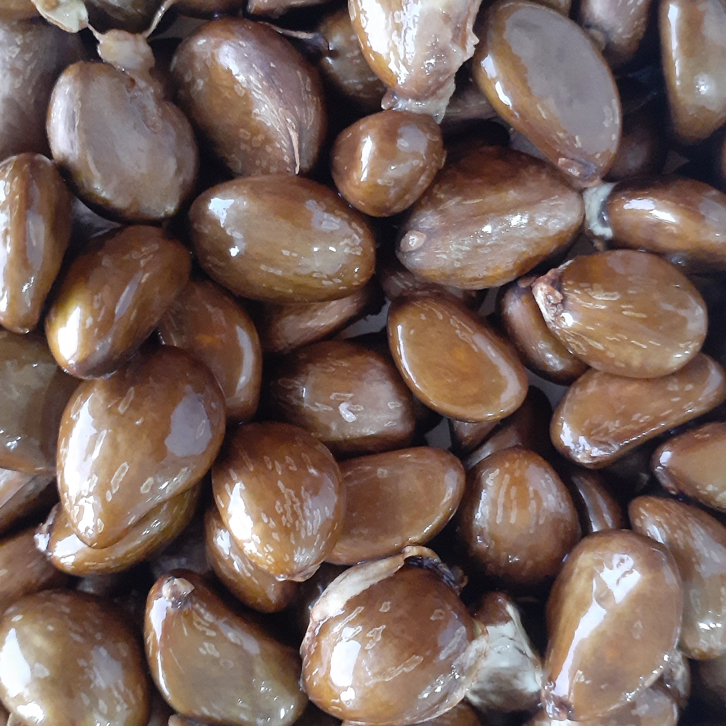 بذر گیاه ازگیل ژاپنی(انبوه)