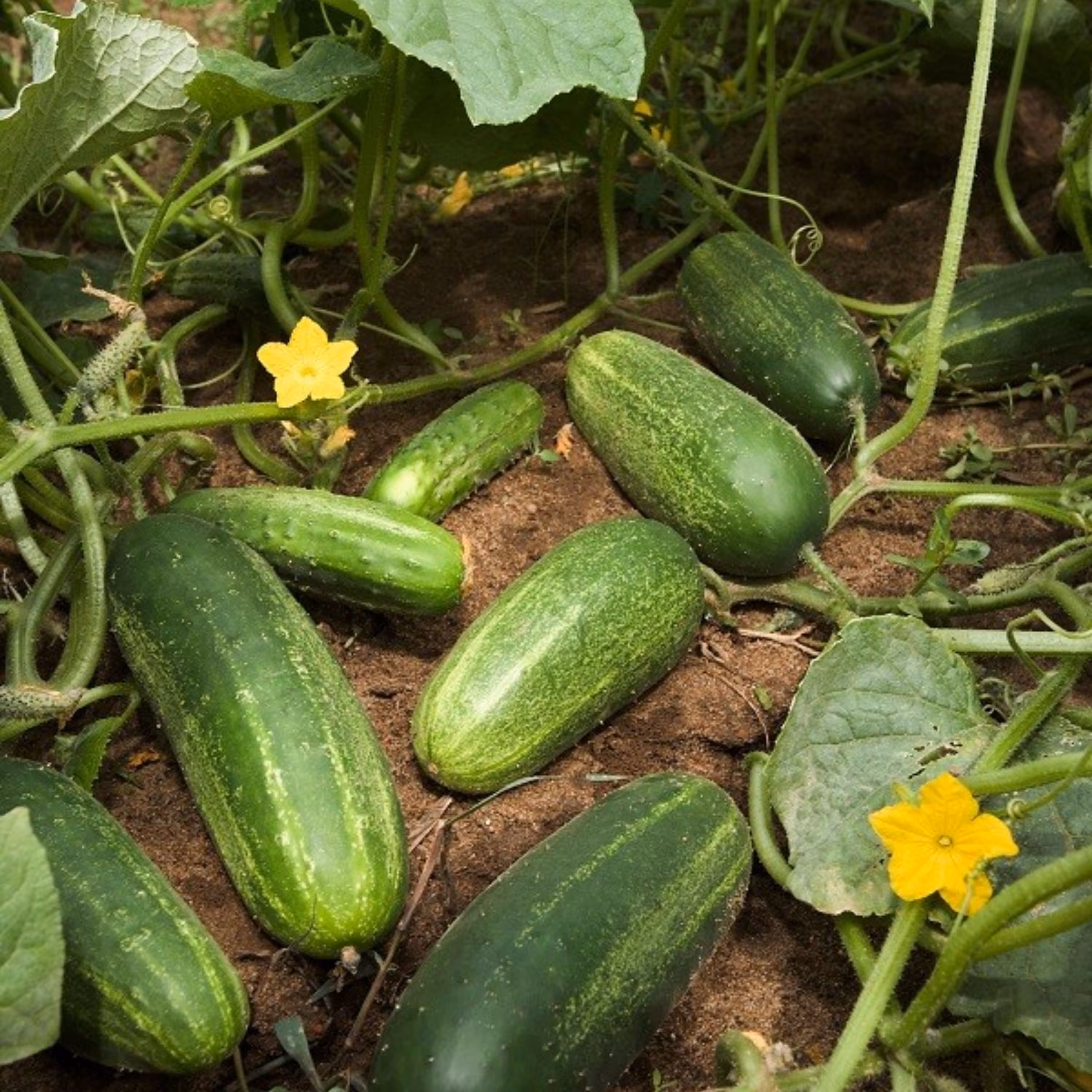 بذر خیار جالیز اصفهان (غیر درختی) 20 عددی