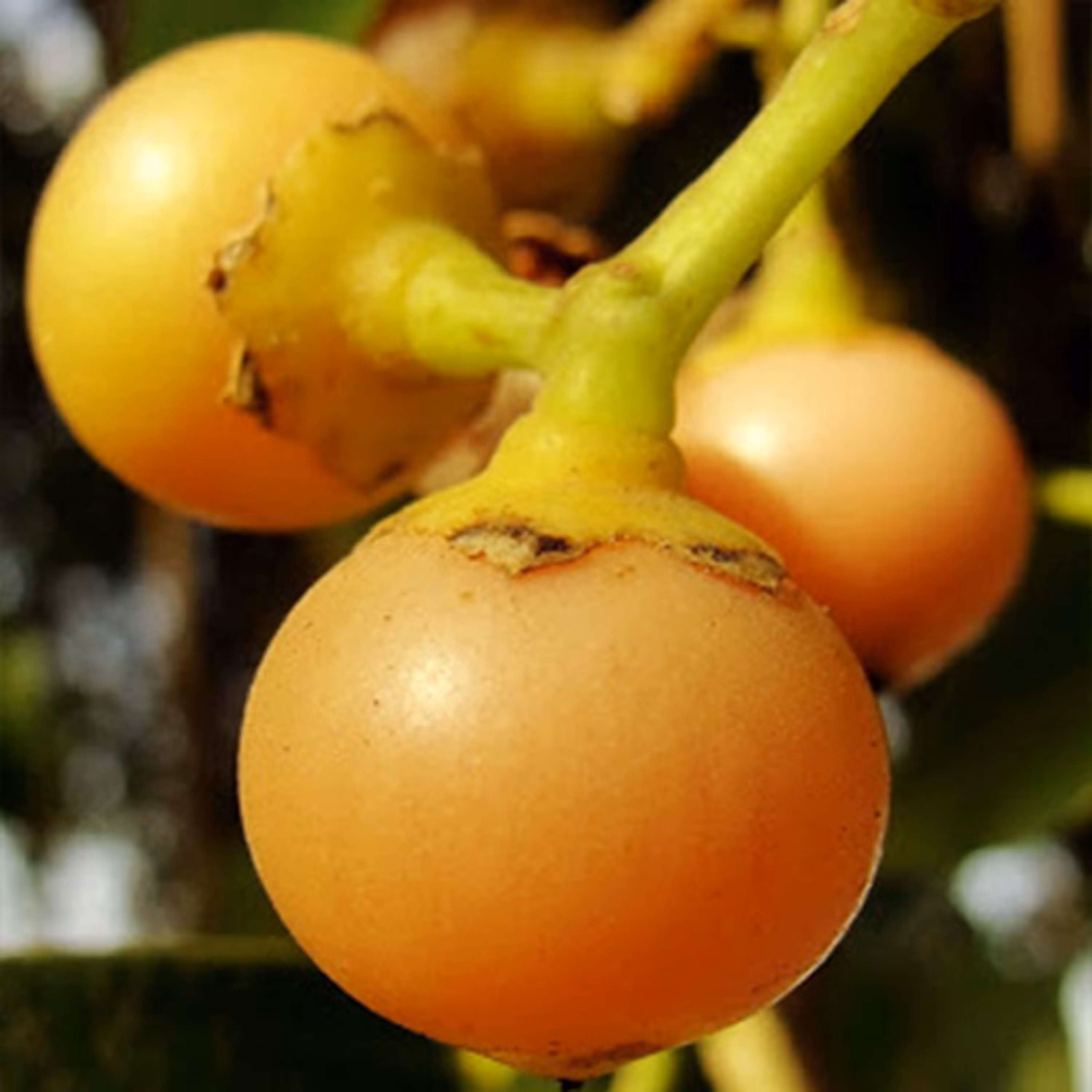 بذر کردیا ( سپستان) 10 عددی