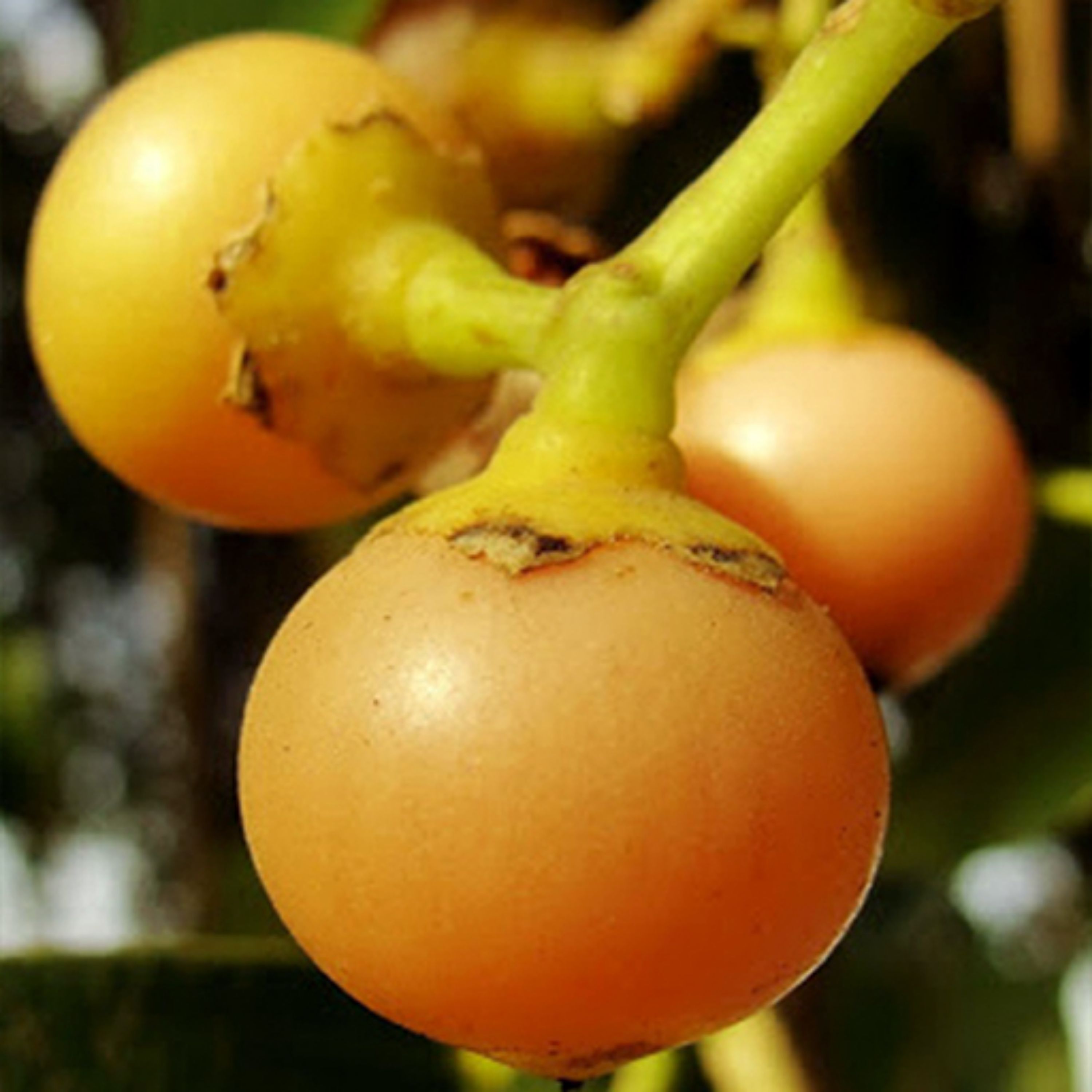 بذر کردیا ( سپستان) 10 عددی