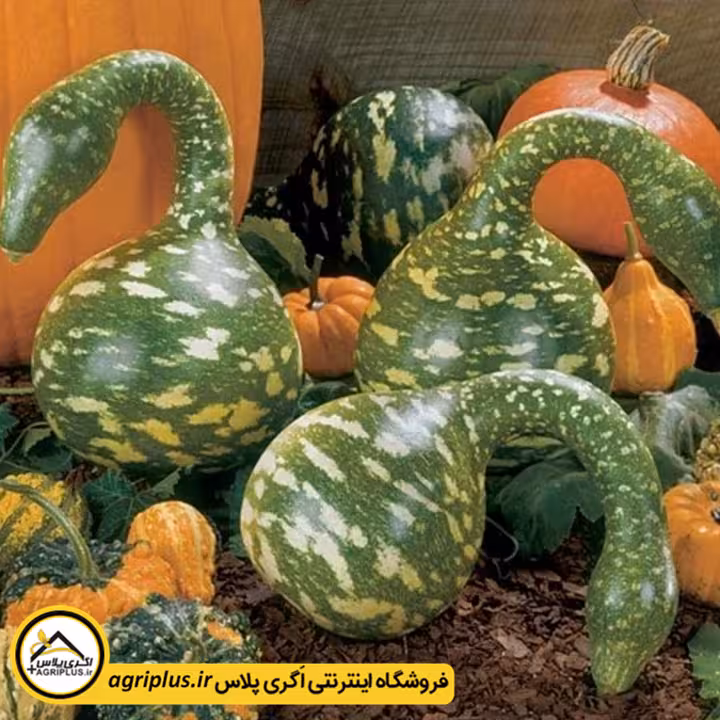 بذر کدو زینتی قو خالدار (Cucurbita speckled swan) مولر