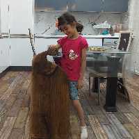 تخته سرو یا تخته گوشت حرفه ای چوب گردو سیاه پوشش دهی با روغن گیاهی ممرز  در ابعاد بزرگ