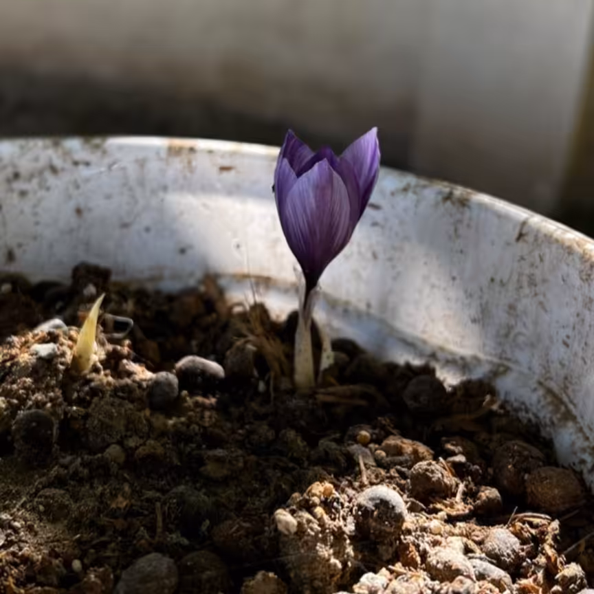 پیاز زعفران کاشته شده در گلدان (آماده)                     