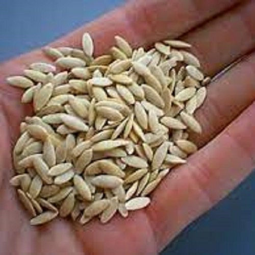 تخم خیار 100 گرمی