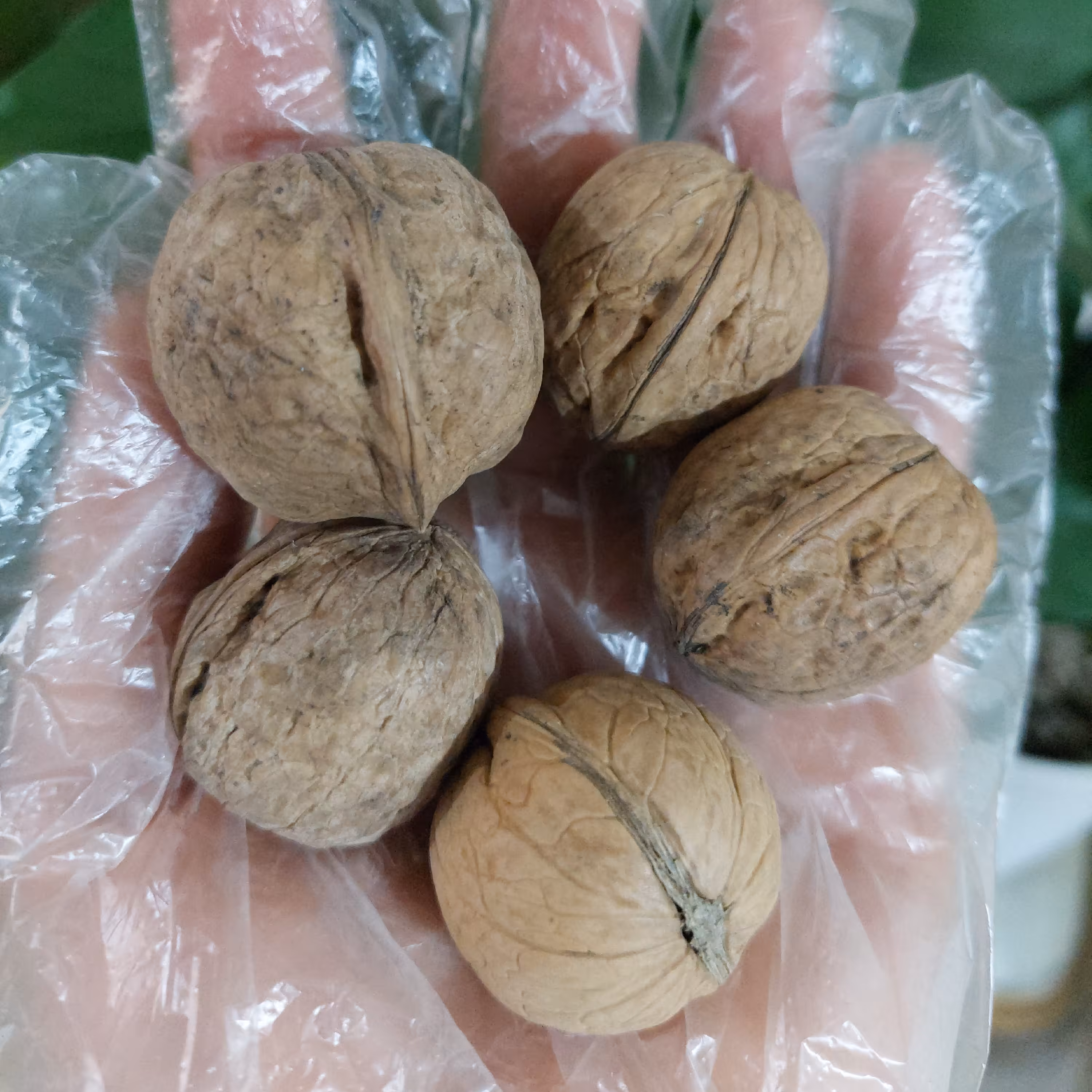 گردو  پوست کاغذی  محلی  با کیفیت بالا وپرچرب 300گرم   درهم ریز ودرشت 