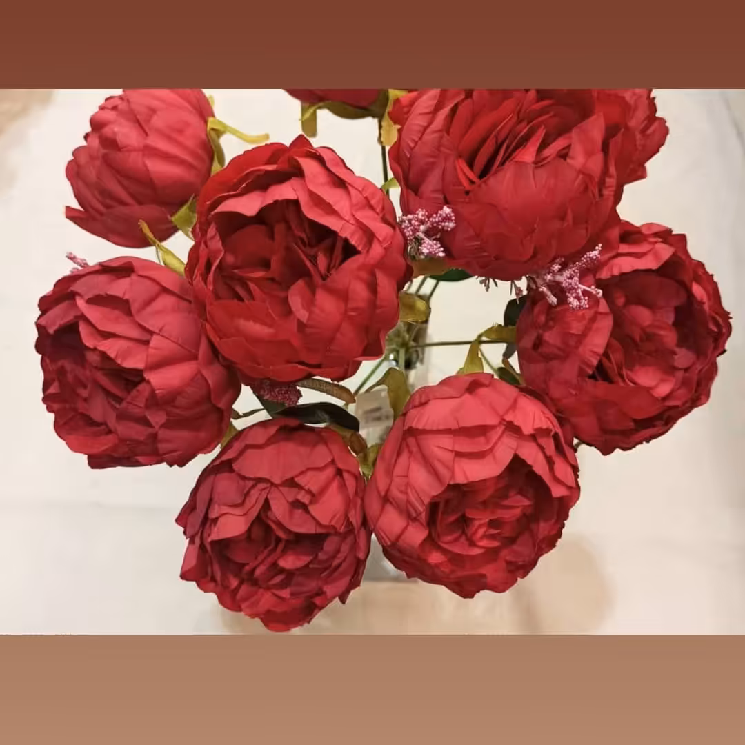 بوته پیونی HBS01