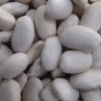 لوبیا سفید  تازه 