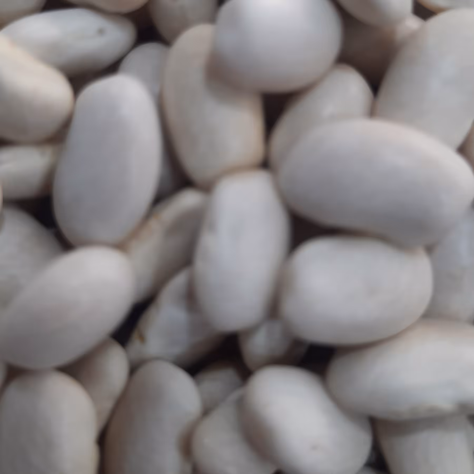 لوبیا سفید  تازه 