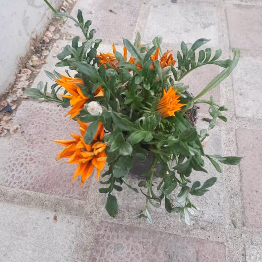 نهال گل گازانیا