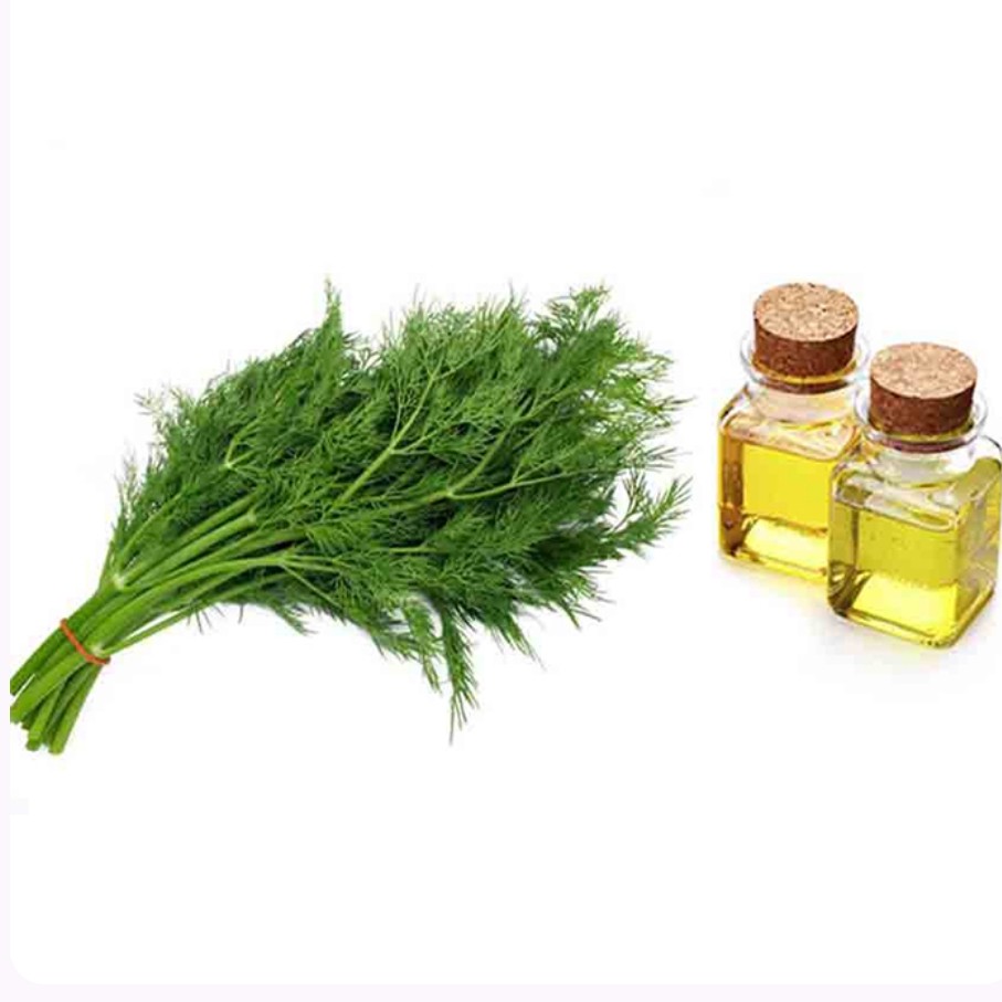 روغن شوید - 20 میلی لیتر