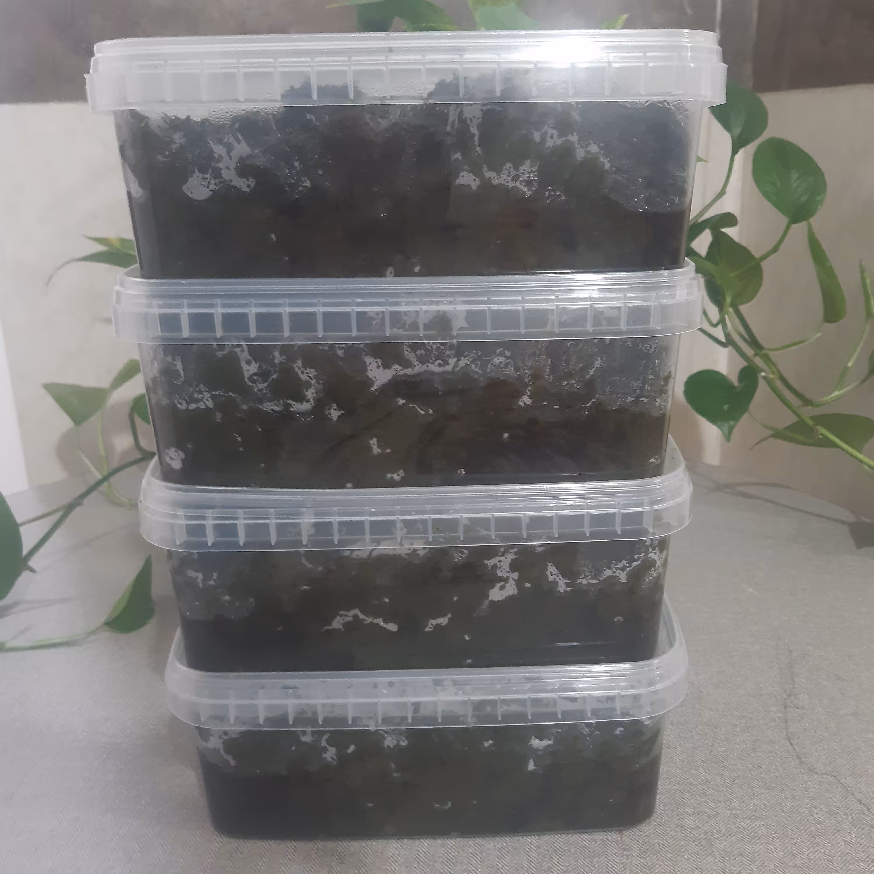 سبزی قورمه شمال (پس کرایه)